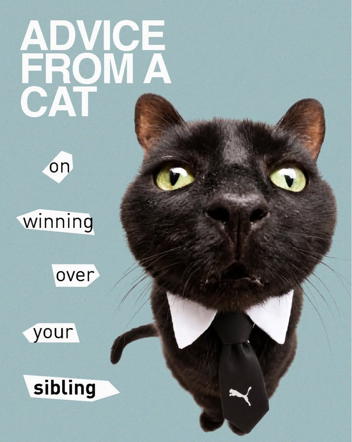 Want to get on your siblings good side The cat has a few ideas. 