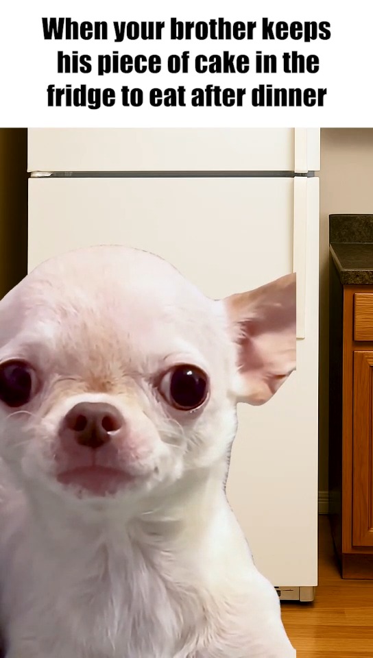 The winner takes the cake Reliance Digital, Siblings, Fights, Home 