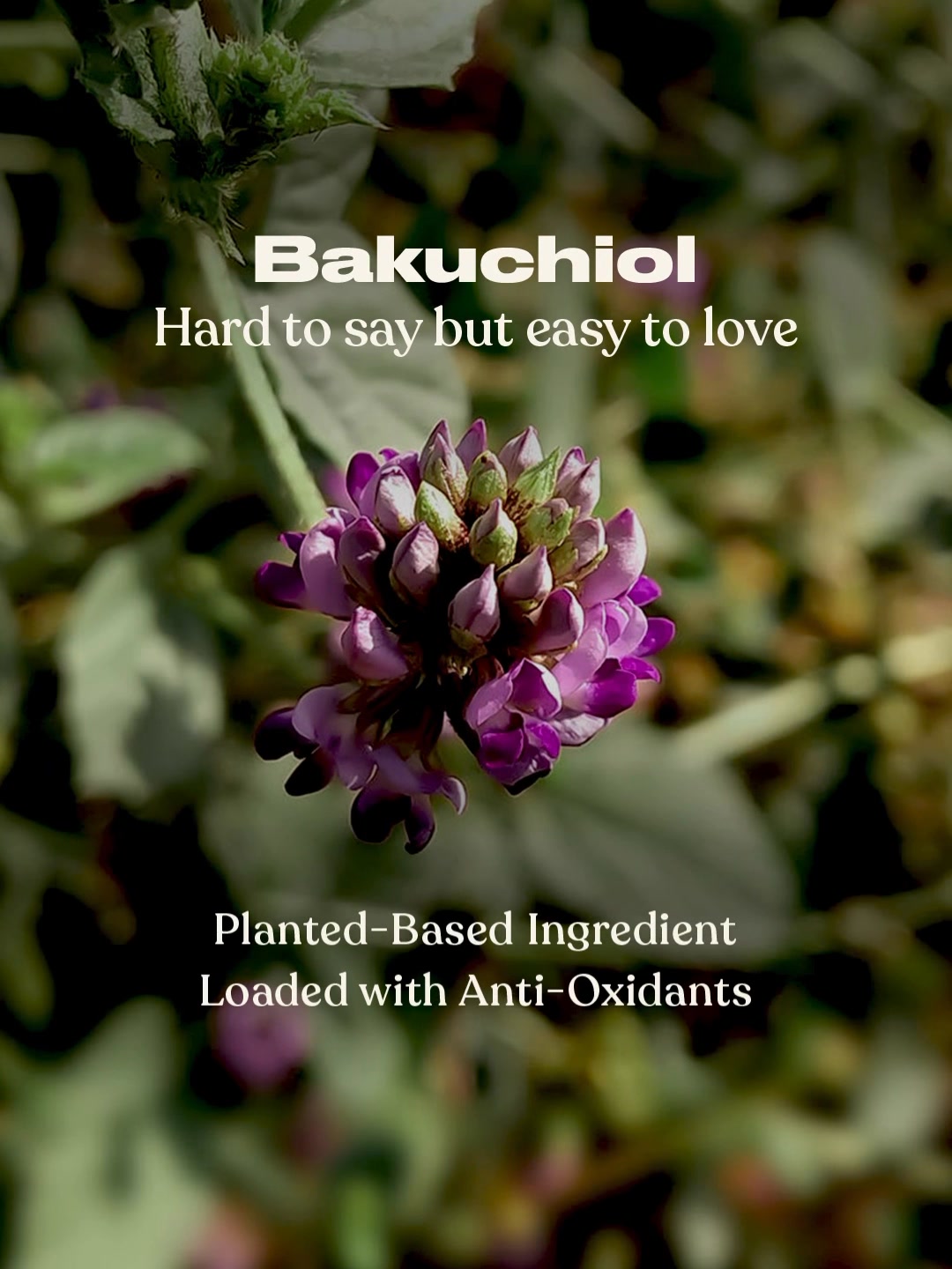 When your skincare is powered by Vitamin C and enriched with Bakuchiol, glow isnt a maybe its a promise ...