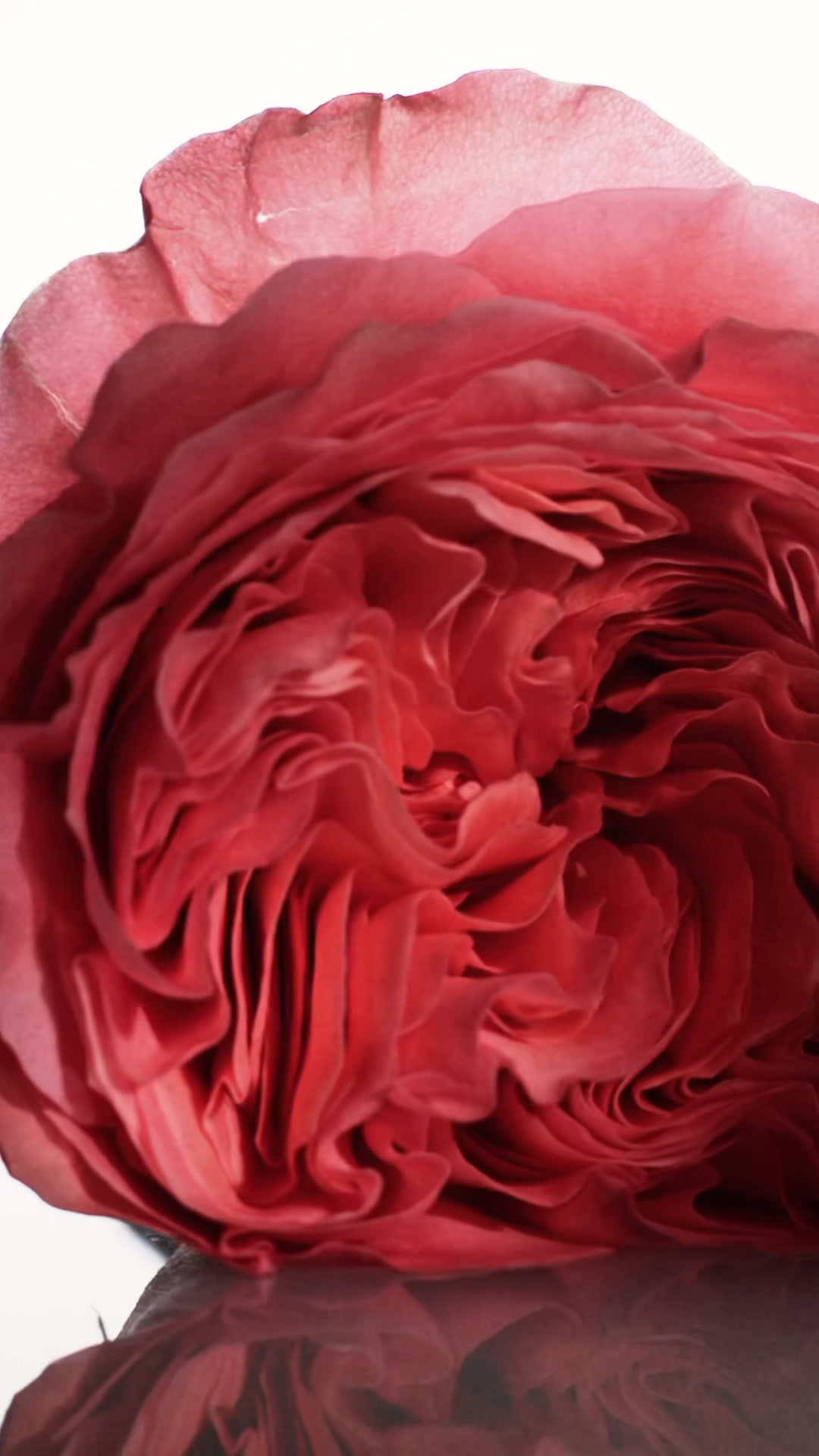 Wrap your skin in the softness of roses this season of lights