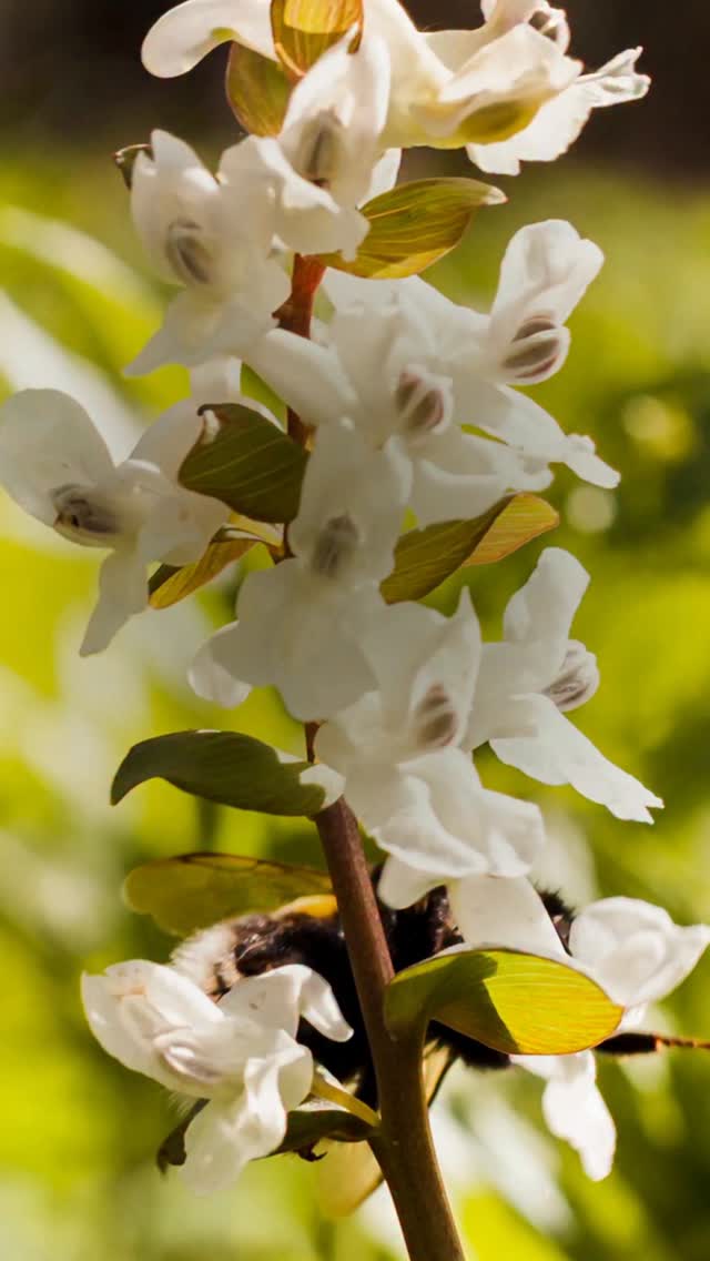 Smell like you ve got a soft sunset following you around