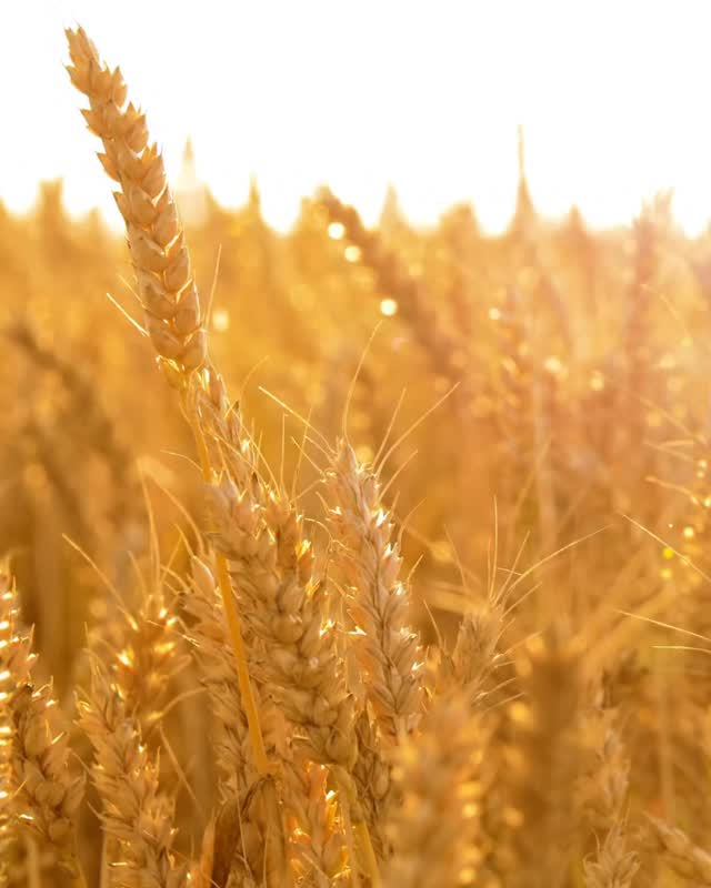 This harvest, we honour every hand behind the goodness