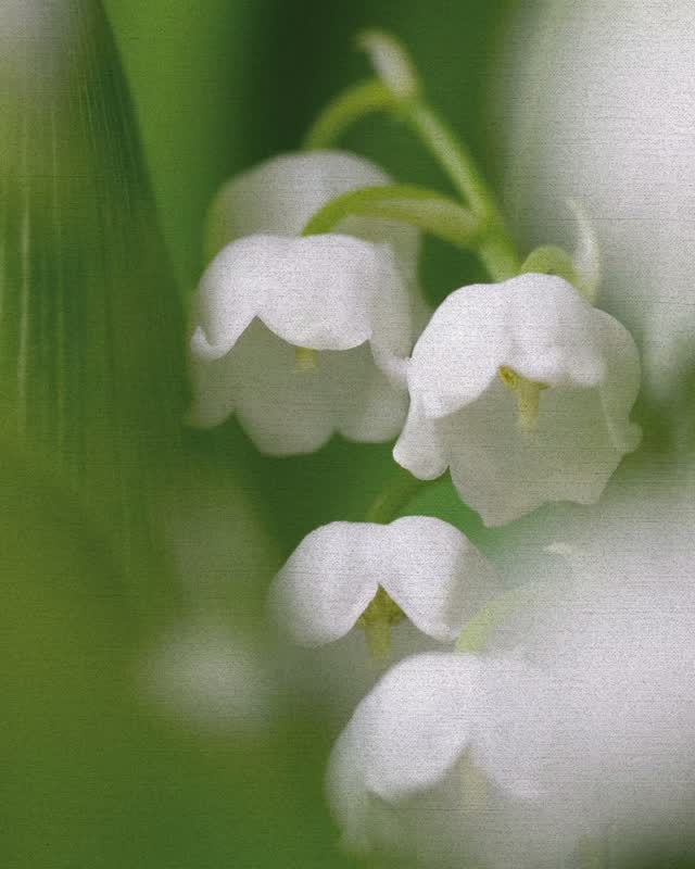Scent memory is real