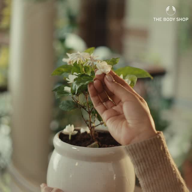 Something timeless is about to bloom. A delicate burst of radiance. An intoxicating floral trail