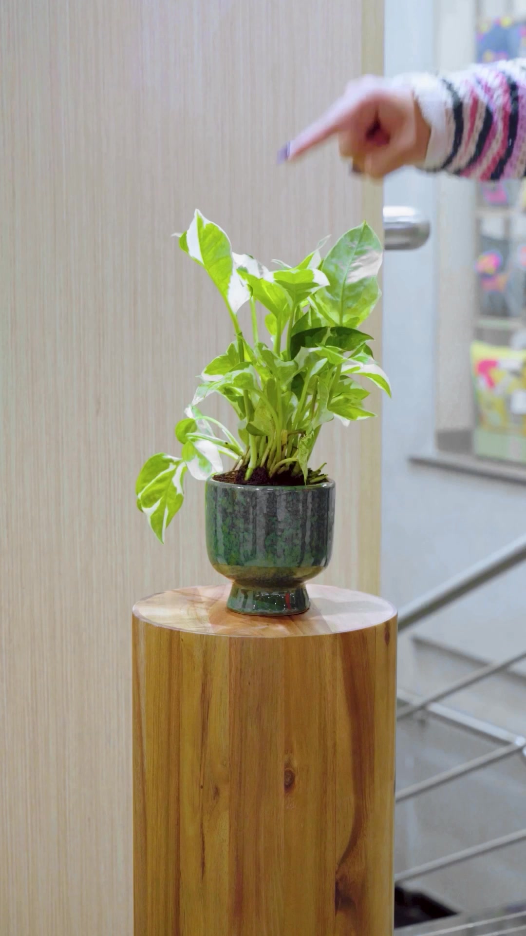 Do you know which green friend is coming home with you Take your pick in stores Homecentre HomecentreIndia LetsGarde...