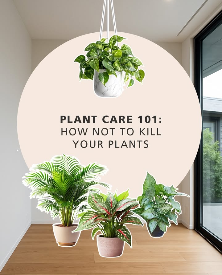 Green thumb or not, these 4 tips are all you need. Happy gardening EveryCornerDeservesToBreathe Homecentre LetsGarden TipsAndTricks GreenThumb PlantBabies Green thumb or not, these 4 tips are all you need