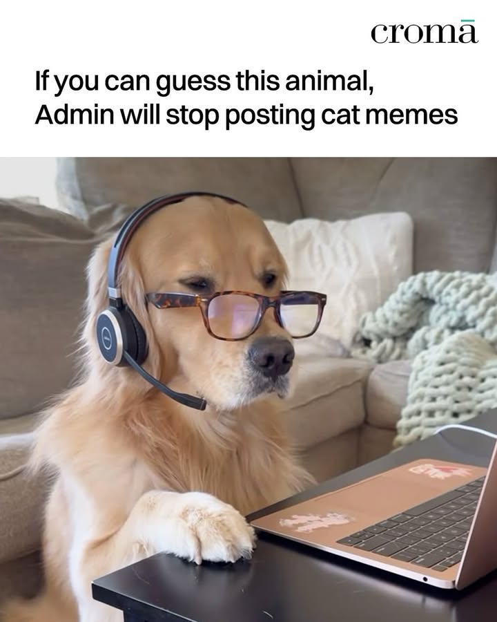 No one will search the internet to cheat trend, dog, cute, funny croma dogsofinstagram dogmeme funny cute No one will search the internet to cheat trend, dog, cute, funny croma dogsofinstagram dogmeme funny cute