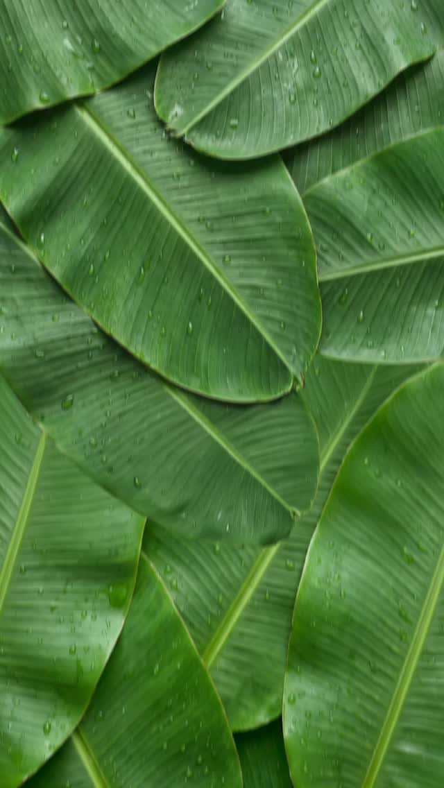 Onam is here, and so is the feast Bring home the festive joy with Wow Momos 4 in 1 Onam Grand Feast