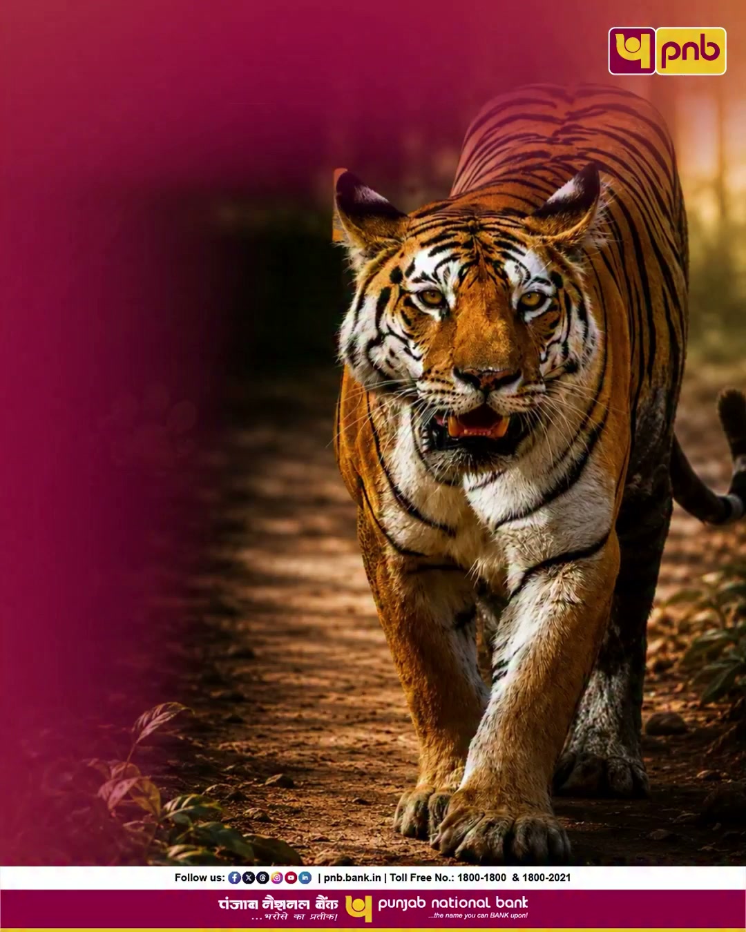 This International Tiger Day, let s stand together to save our forest guardians and secure a safer, greener home for them