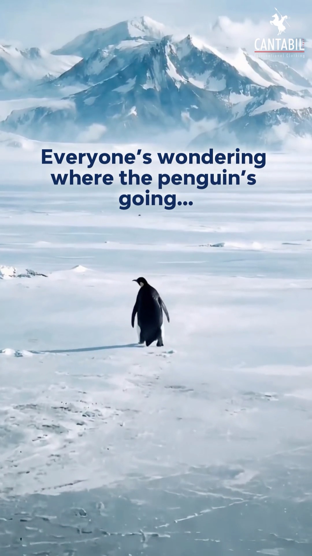 Breaking news Penguin spotted at Cantabil Winter style sorted