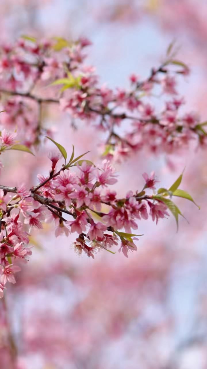 T t l khi ch ng m nh c tr v v i c i ngu n nh ng n i l m n n b n s c, l m n n v n ho 