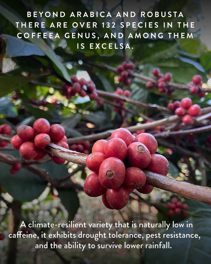 Meet lot 2 from Nano X 25, SICC Mooleh Manay Estate Excelsa