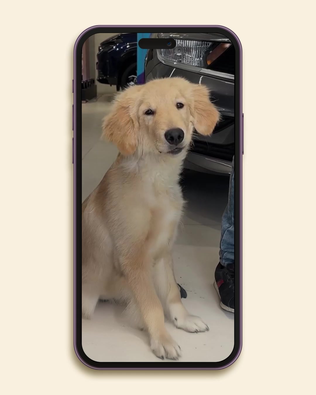 Your furry friend needs a friend too and we ve got them covered Tiago ItsAChillCar TataTiago TataMotorsPassengerVehic...