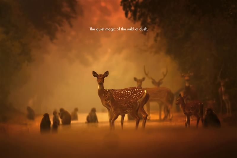 Deer gather in the soft embrace of evening and a peaceful scene unfolds in the amber glow. Shot by our EOSMaestro Tejas Soni Gear in use Lens RF100 500mm Aperture f 6.3 Shutter Speed 1 250 sec ISO 400 . Deer gather in the soft embrace of evening and a peaceful scene unfolds in the amber glow