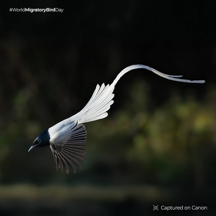 Every year, birds from 29 different countries take flight and find their way to India. Lets make them feel welcome in our skies with our conservation efforts. WorldMigratoryBirdDay Captured on EOS R1 by EOS Maestro Dr Caesar Sengupta Every year, birds from 29 different countries take flight and find their way to India