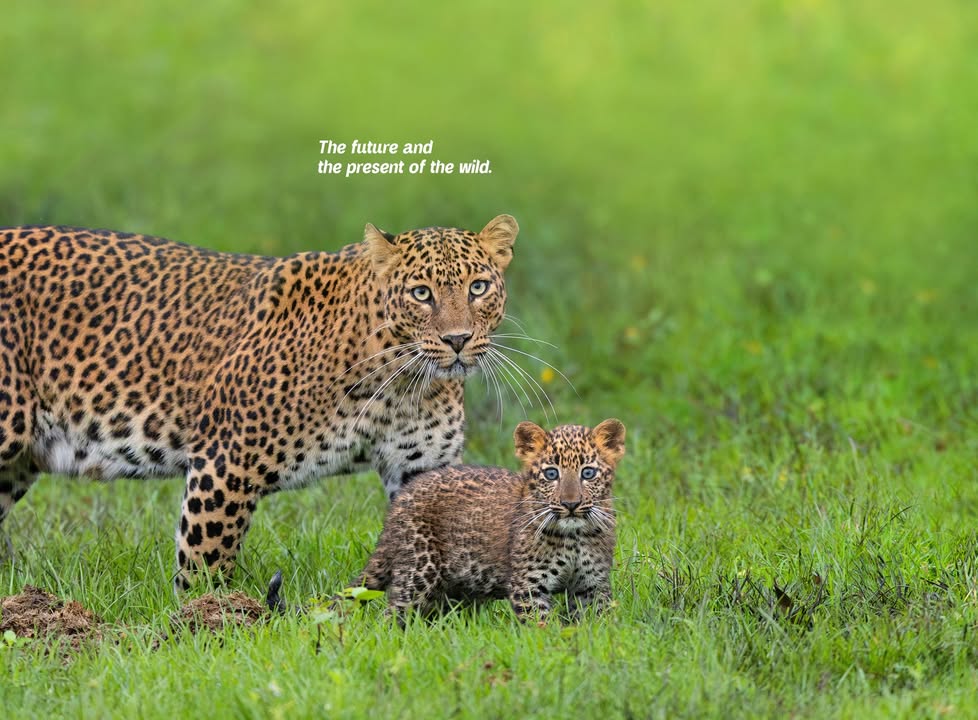 The cycle continues a mother s legacy, a cub s promise. Shot by Arvind Karthik . . MondayWallpapers CanonPhotography ClickWithCanon PhotographyAddict WallpaperInspiration StartYourWeekRight CanonIndia CANwithCanon DelightingYouAlways The cycle continues a mother s legacy, a cub s promise. Shot by Arvind Karthik .