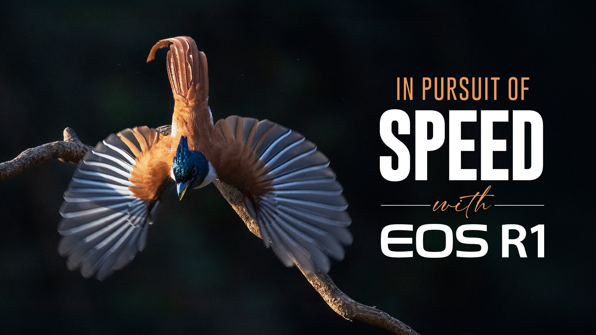 Embark on a journey with our EOS Maestro and renowned wildlife photographer, Caesar Sengupta, as he captures breathtaking im...