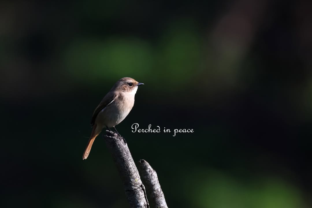 Perched in quiet contemplation, this tiny bird embodies tranquility a fleeting moment of peace, captured in time. Captured by Tejas Soni. Gear in use Camera EOS R7 Lens RF100 500mm Aperture f 7.1 Shutter Speed 1 640 sec ISO 400 . Perched in quiet contemplation, this tiny bird embodies tranquility a fleeting moment of peace, captured in time