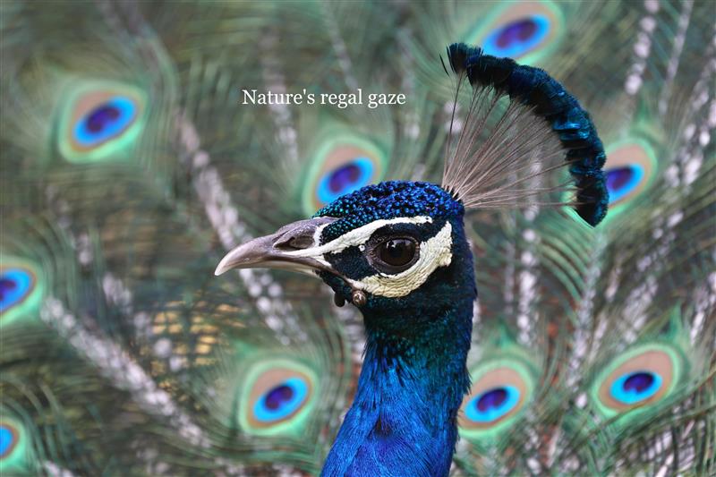 A symphony of colour in every feather natures palette at its finest. From vibrant plumage to intricate patterns, every bird tells a story of beauty and balance A symphony of colour in every feather natures palette at its finest