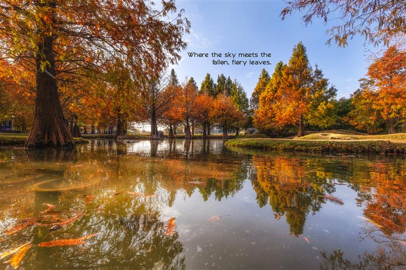 As the season turns, the calm surface of the lake perfectly reflects the golden and russet splendor of the surrounding fall foliage, doubling nature s artistry. Gear in use Camera EOS R6 Lens 28mm Aperture f 5.6 Shutter Speed 1 250 sec ISO 250 . As the season turns, the calm surface of the lake perfectly reflects the golden and russet splendor of the surrounding fall ...