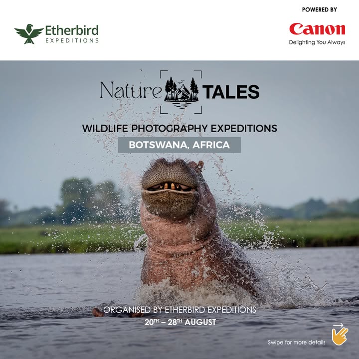 Join Canon EOS Influencer Ramachandiran Govindaraj on this exclusive Botswana photography tour, where you ll not only witness natures grandeur but also learn to frame it through Canon cameras and lenses Join Canon EOS Influencer Ramachandiran Govindaraj on this exclusive Botswana photography tour, where you ll not only witnes...