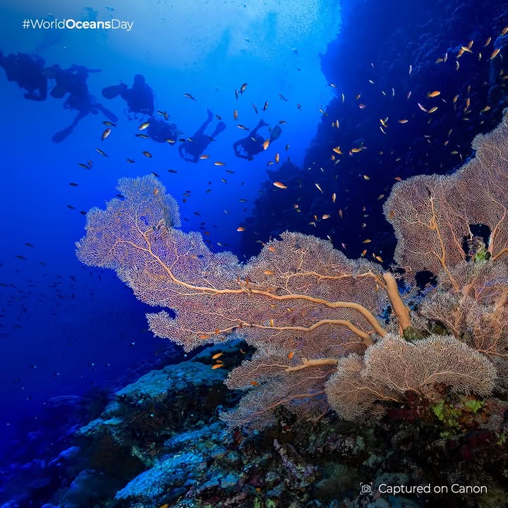 Our oceans are the silent strength of our planet regulating our climate, sustaining biodiversity, and connecting continents. This WorldOceansDay, we renew our commitment to protect the blue heart of Earth Our oceans are the silent strength of our planet regulating our climate, sustaining biodiversity, and connecting contine...