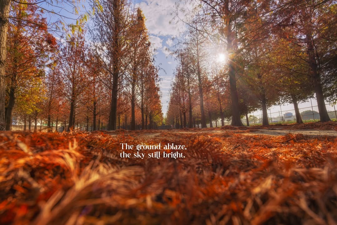 Sunlight piercing through the brilliant autumn leaves, a perfect day where the ground is ablaze and the sky still bright autumn s glory in full display Sunlight piercing through the brilliant autumn leaves, a perfect day where the ground is ablaze and the sky still bright a...