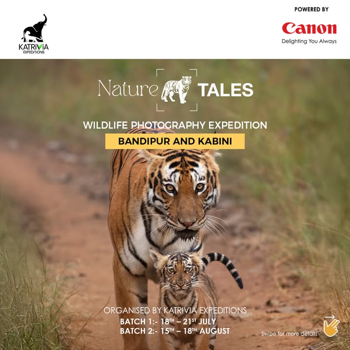 Embark on an unforgettable wildlife adventure with Katrivia Expeditions as you explore two of Indias most legendary forests Kabini famed for its majestic elephants, and Bandipur a renowned tiger sanctuary set against striking landscapes Embark on an unforgettable wildlife adventure with Katrivia Expeditions as you explore two of Indias most legendary forests ...
