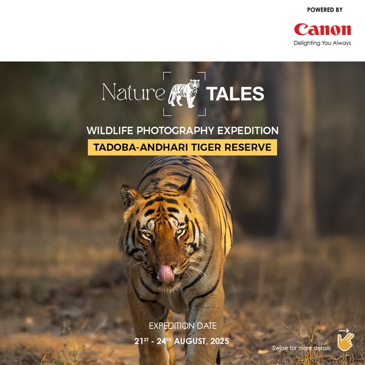 Embark on a thrilling wildlife photography adventure at Tadoba Andhari Tiger Reserve with Canon EOS Maestro Simran Gill and EOS Explorer Prashant Singh Embark on a thrilling wildlife photography adventure at Tadoba Andhari Tiger Reserve with Canon EOS Maestro Simran Gill and ...
