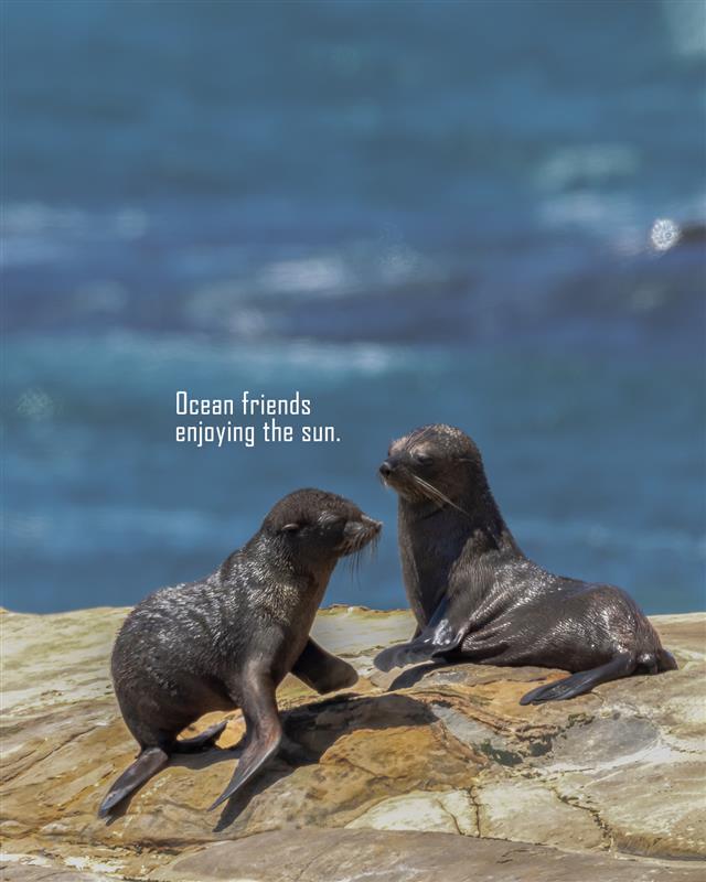 Monday blues Not for these ocean buddies. Two seals, one sunny shore, and a perfect moment frozen through the EOS R5 Mark II Monday blues Not for these ocean buddies