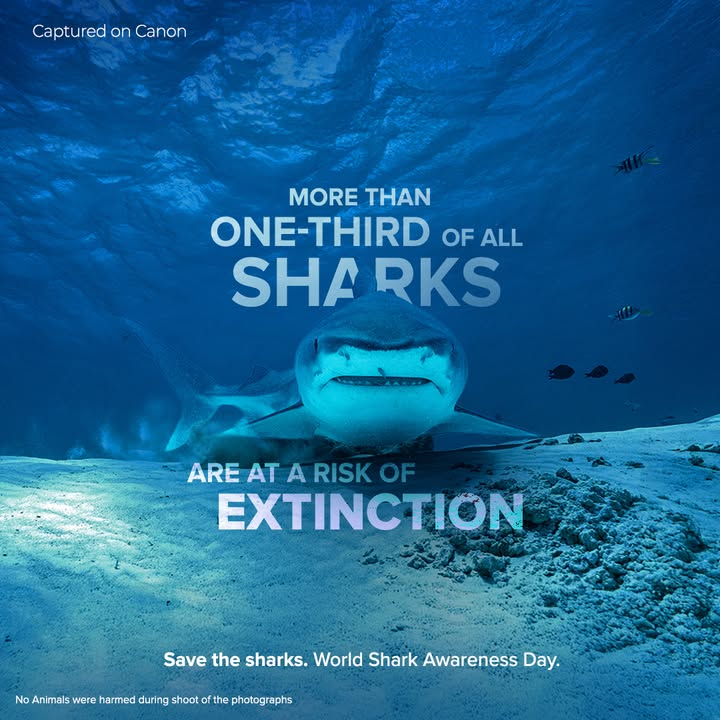 Sharks have shaped our oceans for over 400 million years silently maintaining marine balance and biodiversity