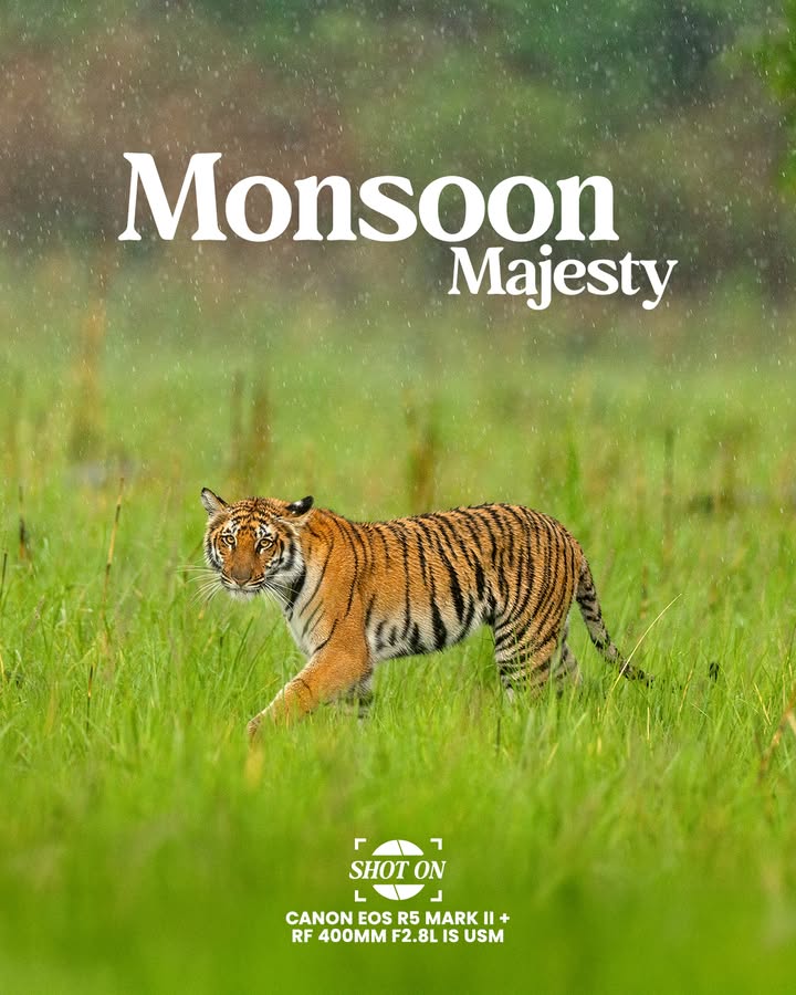 Theres something extraordinary about witnessing the wild in the monsoon the energy shifts, the forest breathes, and the ...
