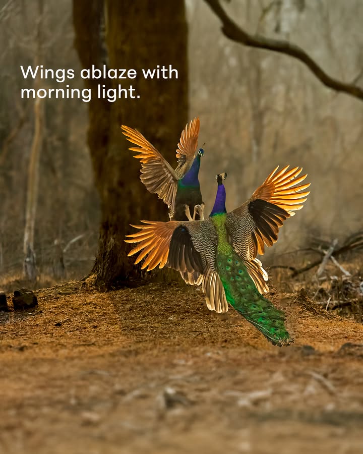Grace takes flight as two peacocks soar through the golden morning light, a moment of pure poetry, frozen in time