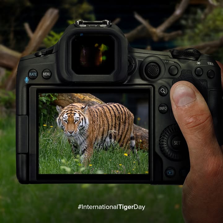 Tigers are the pride of our nation symbols of strength, courage, and resilience