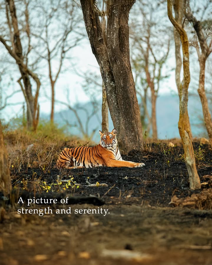 Power in every stride. Calm in every stare. A picture of strength and serenity. Captured in its most majestic form by Prashanth. Exif details Lens RF400mm f 2.8L IS USM Aperture f 4.5 Shutter Speed 1 200 sec ISO 1600 . Power in every stride. Calm in every stare. A picture of strength and serenity