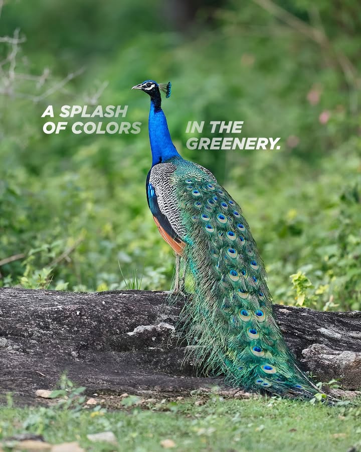 Nature doesnt hold back, and neither does the peacock
