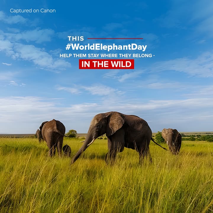 They are the heartbeat of the forests and the guardians of the wild. Protect their peace, and they will thrive