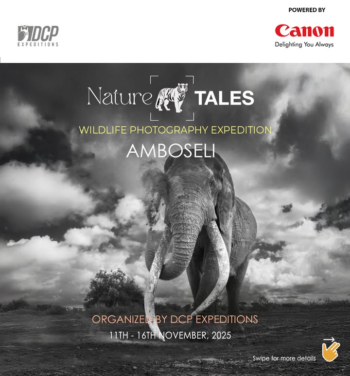 Nestled in southern Kenya, Amboseli National Park is famous for its rich diversity of wildlife, including the majestic Maasa...