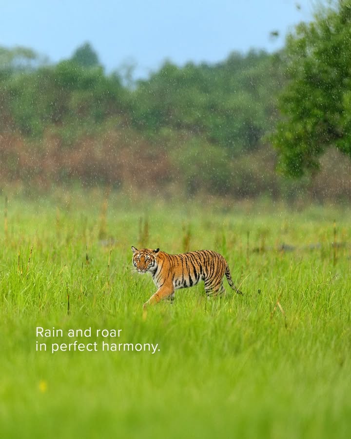 Rain meets roar. When natures symphony plays loud and the wild answers back