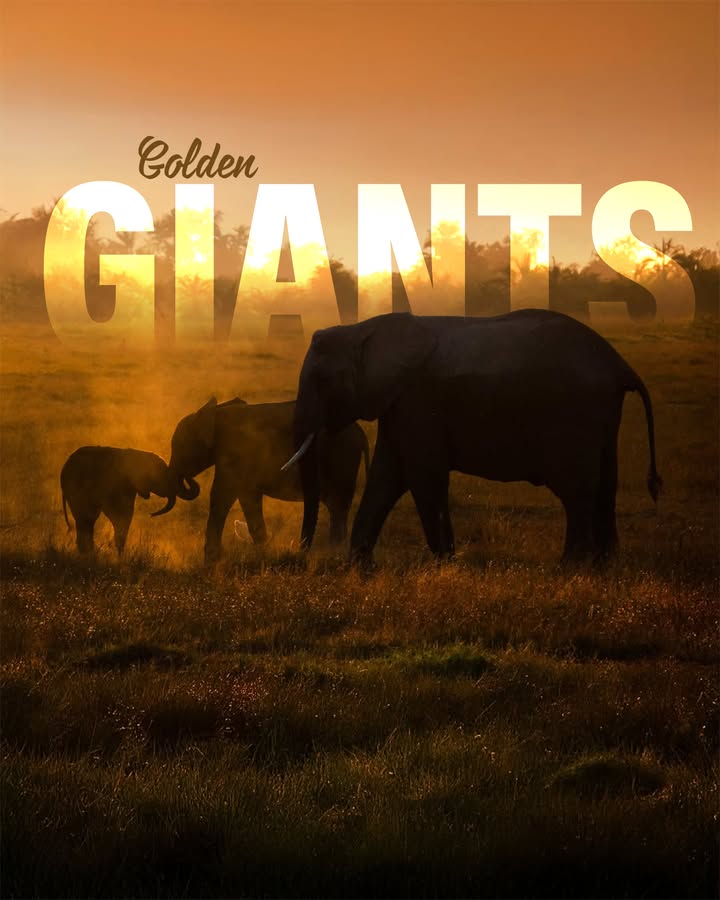 Natures gentle giants walking into golden light May your Monday feel just as peaceful