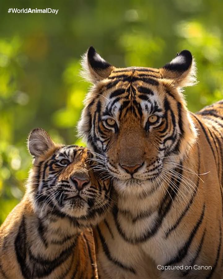 Every creature, big or small, deserves love, care, and a safe home