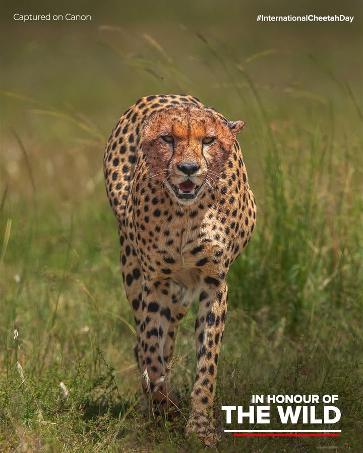 Cheetahs arent just the fastest animals we know, theyre natures way of keeping the grasslands healthy and the food chain in ...