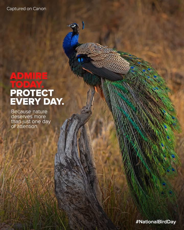 Birds are more than just part of the view. Theyre part of the balance that keeps nature alive