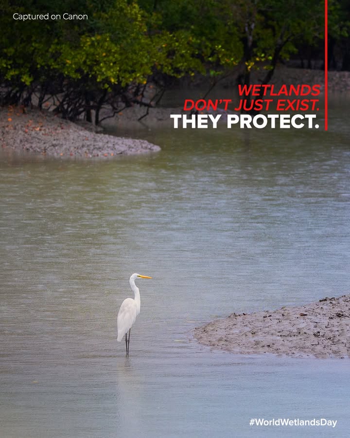 Wetlands play an important role in supporting biodiversity and regulating natural water systems