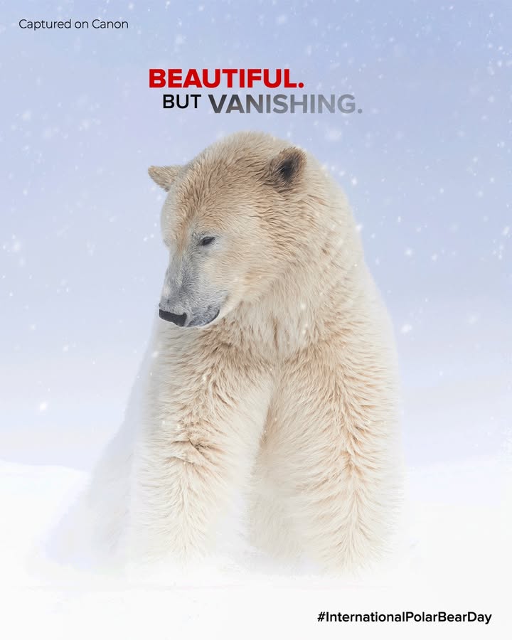 The Arctic is warming nearly four times faster than the rest of the world