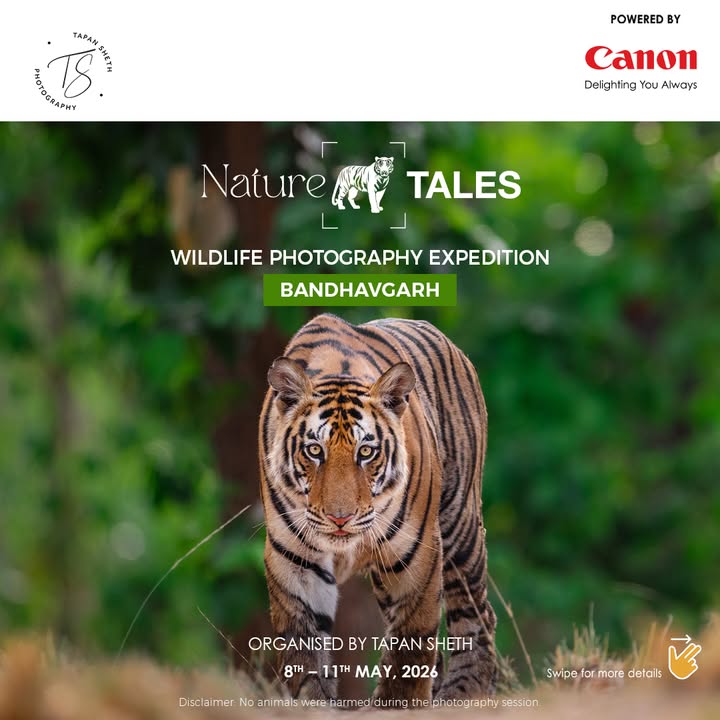 Step into the untamed beauty of Bandhavgarh National Park, where every rustle in the forest could turn into your next award ...