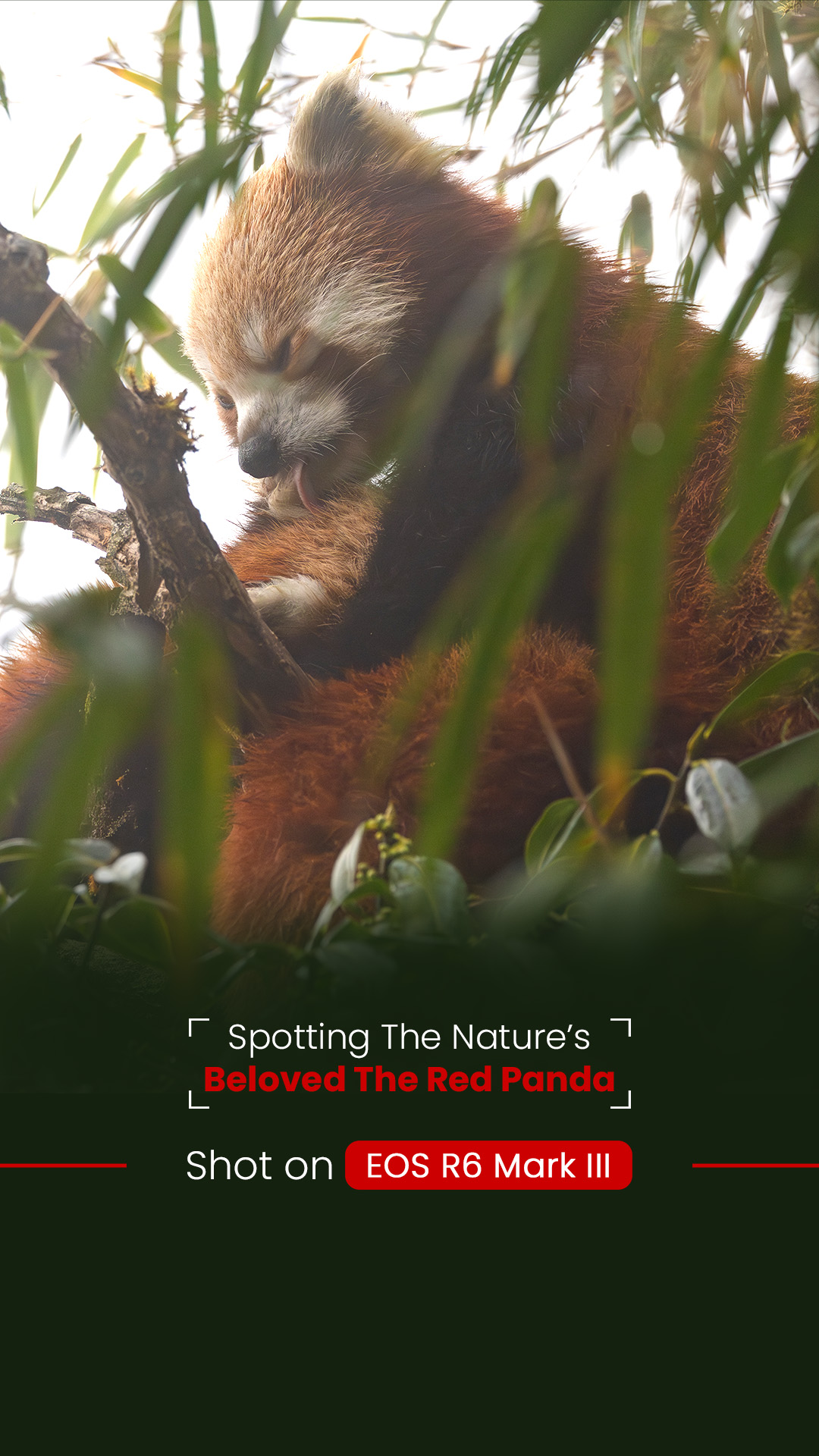  High above the noise, deep in the Eastern Himalayas lives a creature few ever witness, the Red Panda