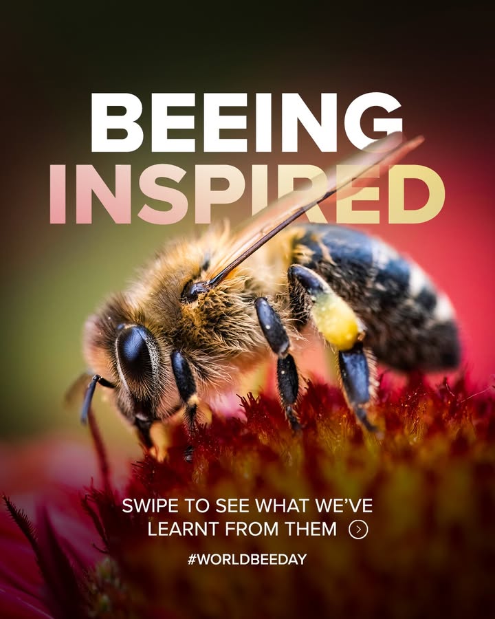 Bees play a vital role in keeping our ecosystems thriving reminding us that every small contribution can help create a bet...