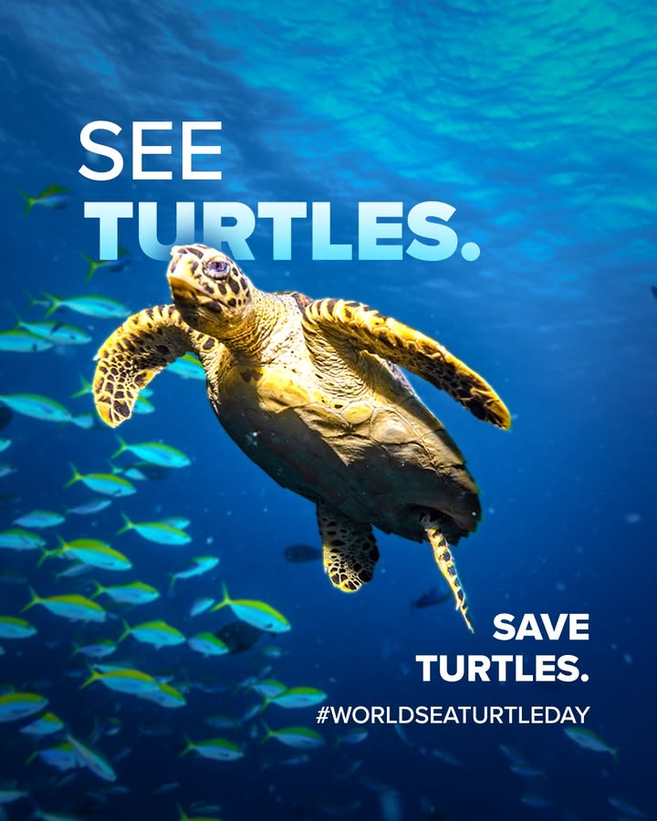 Theyve navigated our oceans for millions of years. Their future now depends on the choices we make