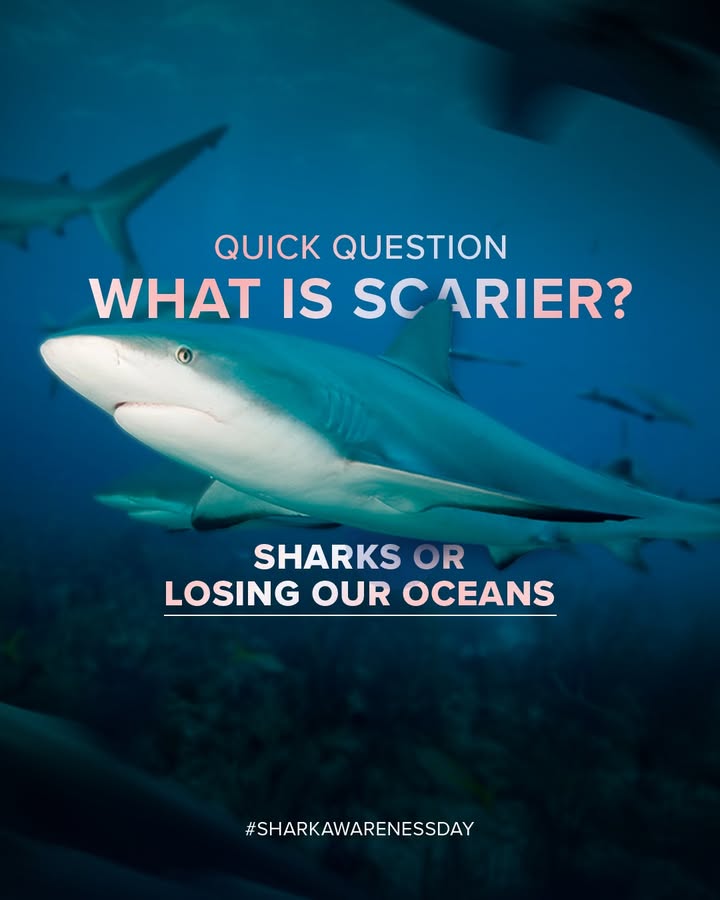 Sharks are among nature s most important protectors, helping maintain the delicate balance that allows marine ecosystems to ...